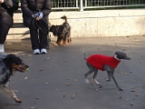 Nyc Dog Park 02